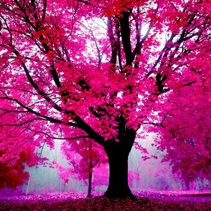 Meet your Posher, Pink